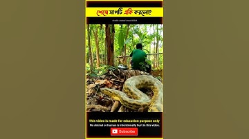 Anaconda Attack in The Real Life ! big snake video in jungle man vs wild @TBM_Short_Story #shorts