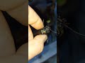 Кот Зайка просит жука - усача на съедение