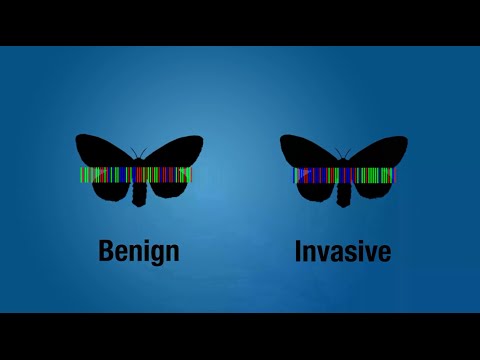 Video: DNA-barcodering En Moleculaire Identificatie Van In Het Veld Verzamelde Culicoides-larven In Het Niayes-gebied Van Senegal