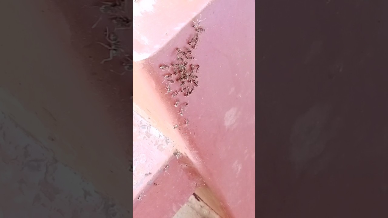 Black ants in house good or bad. #ant, #blackant, #insectlife