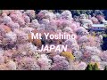 Mt yoshino cherry blossoms highlights  japan best sakura spots in nara