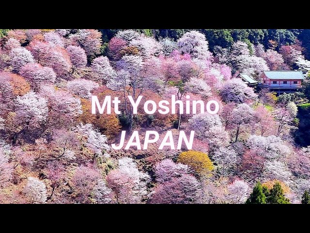 Mt Yoshino Cherry Blossoms Highlights | Japan Best Sakura Spots in Nara class=