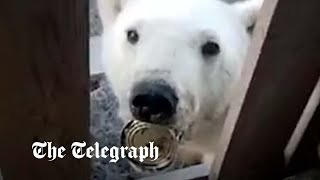 video: Watch: Starving polar bear approaches humans for help with tin can caught on tongue