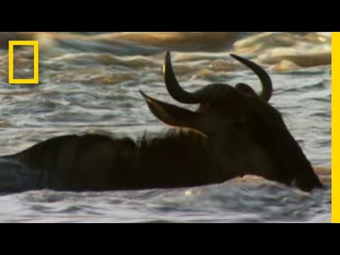 Wildebeest Left Behind | National Geographic