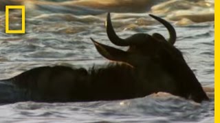 Wildebeest Left Behind | National Geographic