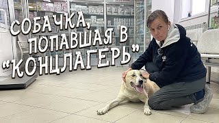 Спасение животных / Конфликт с зоозащитником / Спинальник у которого мало шансов?