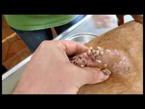 Video: Salute dei cani: grumo nella gola di un cane