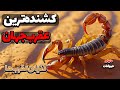 کشنده ترین عقرب جهان عقرب سرخ هندی دنیای عقرب ها مستند فارسی دنیای حیوانات 