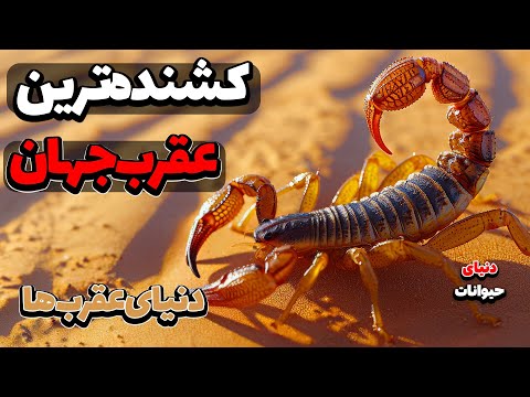 کشنده ترین عقرب جهان عقرب سرخ هندی دنیای عقرب ها مستند فارسی دنیای حیوانات