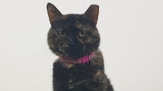 Tortoise Shell Cat With Attitude | Adopt Don't Shop #cats #adoptdontshop #pets by Tommy&Barbie Cat Channel 16 views 10 months ago 1 minute, 11 seconds