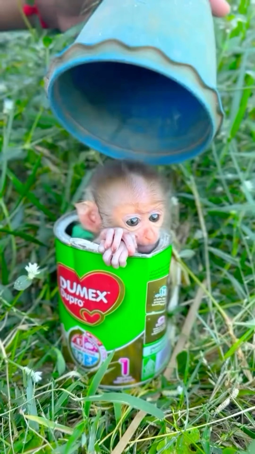 My Loving Monkey Pet ?|