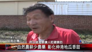 20151029 自然農耕少農藥 彰化伸港地瓜香甜