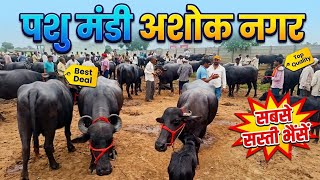 Ashoknagar Cattle Market || Pashu Mandi Ashoknagar |🚫| Get the exact buffalo you're looking for👉 ... screenshot 5