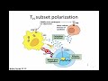 Immunology Fall 2019 Lecture 22: CD4 T Cells