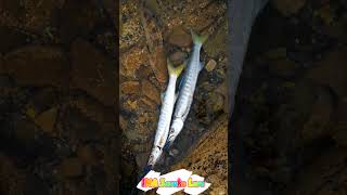 Sure Catch Summer Offseason Lure - Ima Sasuke #Hammour #Grouper Abu Dhabi Fishing