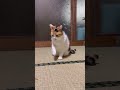 【三毛猫】お手手をぶんぶんするかわいい仕草