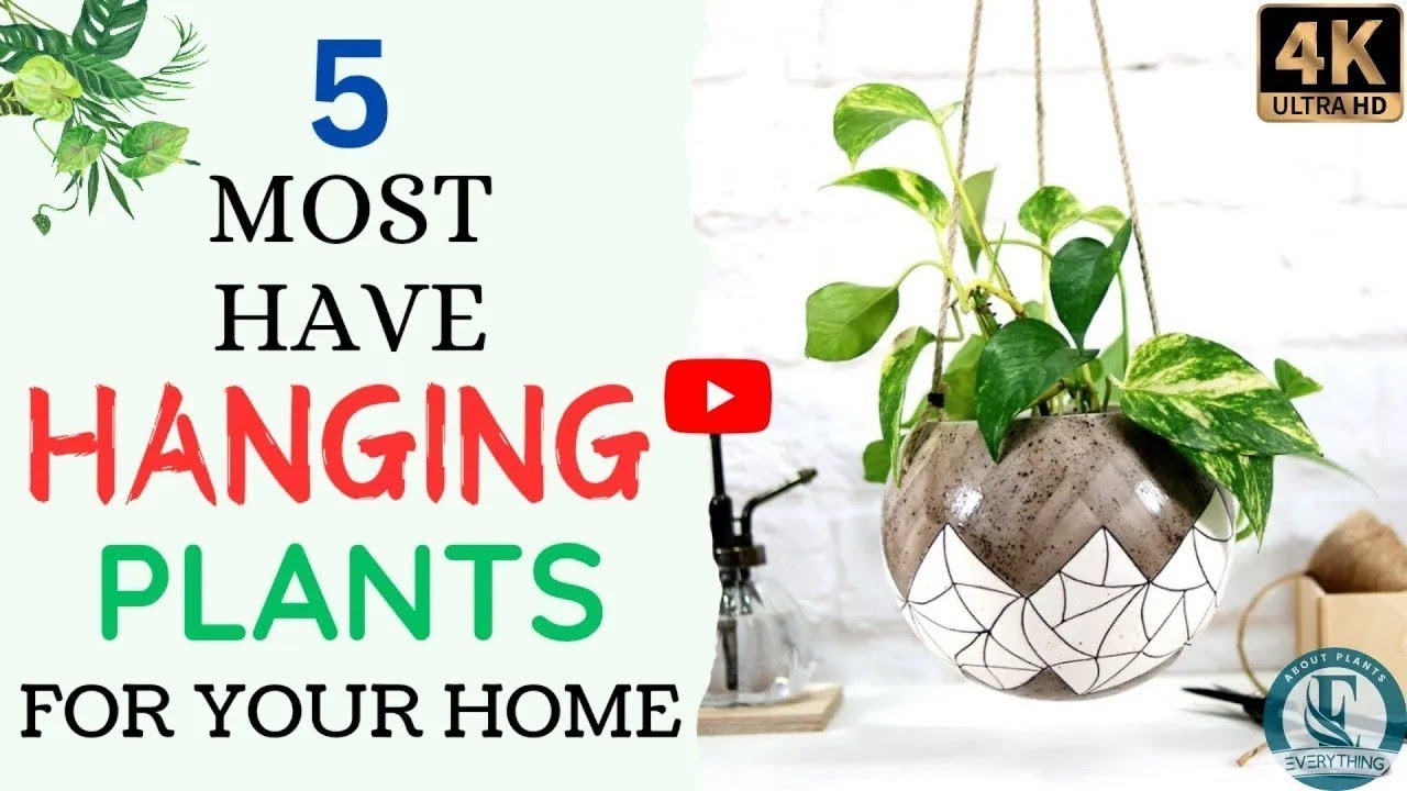 5 Must Have Hanging Plants | Indoor Hanging Plants No Need Much Sunlight | Everything About Plants.