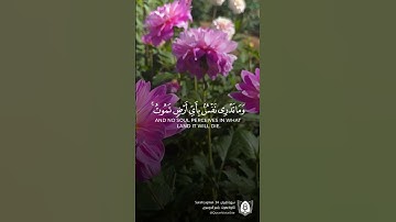 #تلاوة من #سورة_لقمان بصوت #ياسر_الدوسري #قرآن #قرآن_كريم #آيات #استغفرالله #الحمدلله #quran