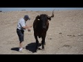 Jose luis pejenaute y el toro CAPITAN!!!!