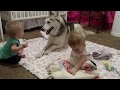 Husky adorably plays with twins