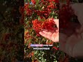 Найкрасивіша огорожа евер 😉🔥🔥🔥🔥🔥 #порадиландшафтногодизайнера #garden #озеленення