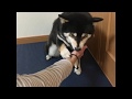 反抗期の柴犬は、お手も反抗的です