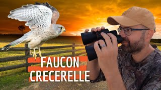 Faucon Crécerelle : Observation d'un Nid #faucon #rapace