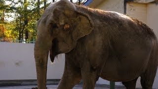 おびひろ動物園のインドゾウのナナ~Indian Elephant