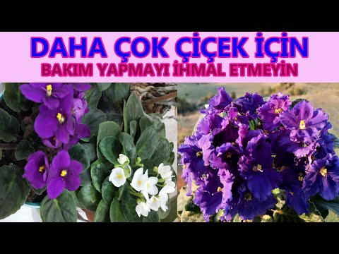 MENEKŞELERİNİZİN SÜREKLİ ÇİÇEK