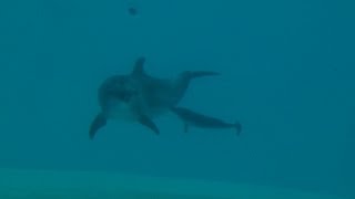 イルカ赤ちゃんラッシュ 名古屋と鹿児島の水族館