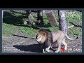 Lion Cub Cam Highlight | Adras A Male Lion Falls Over While Using Enrichment