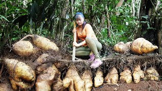 Harvesting Wild Tuber Under The Rock Go to market sell, Live with nature | New Free Bushcraft