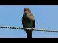 Ludi Slavuj hrabro pjeva sa žice ( rijeka Mirna )-  crazy Nightingale