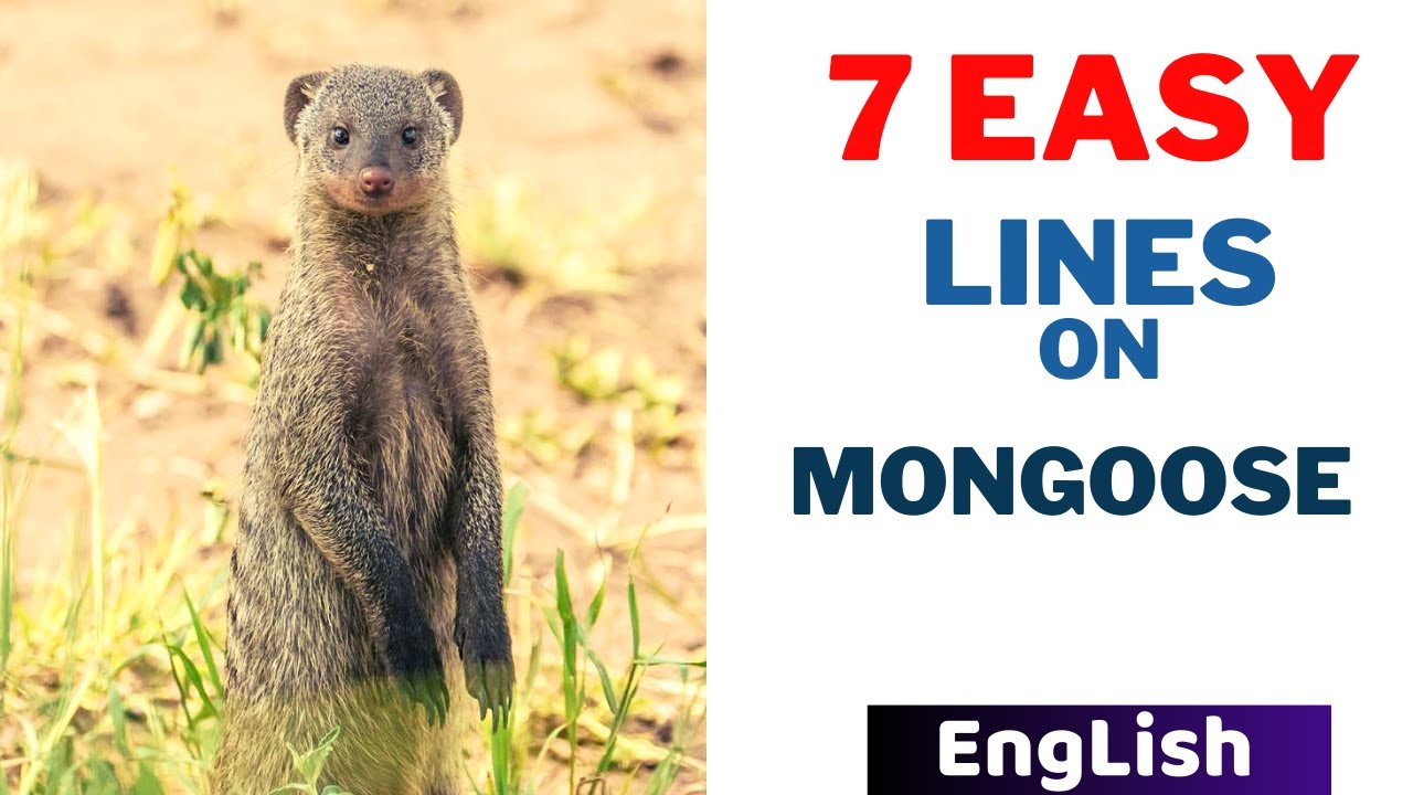 The 7 Lines on Mongoose in English 📖 Write Speech Essay Lines on Wild Animal  Mongoose Nevla - YouTube