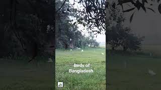 Birds of Bangladesh At Anowara Upazila, Chittagong birds naturalbeauty