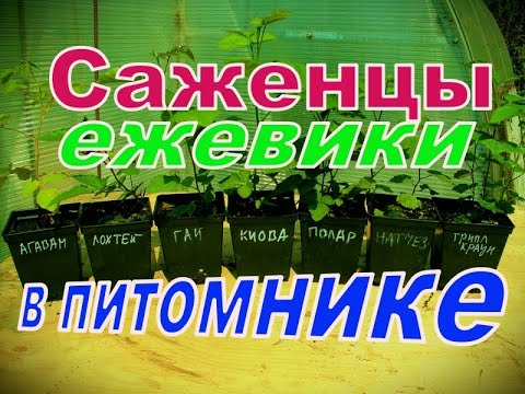 Купить Саженцы Ежевики Из Питомника В Беларуси