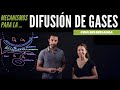 Difusión de gases entre los alvéolos y la sangre pulmonar.