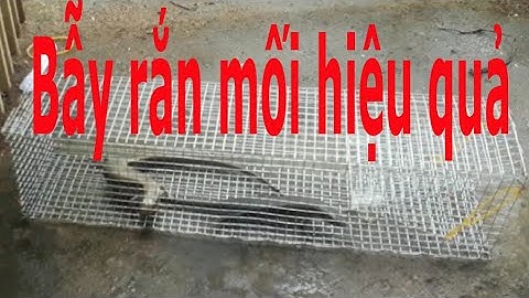 Cách Làm bẫy rắn mối rất hiệu quả không con nào thoát được l XỨ DỪA MIỀN TÂY
