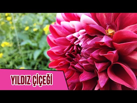 Video: Sonbahar Ve Yıldız çiçeği