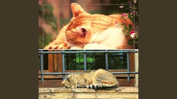 Pulsating Backdrops for Cute Kitties