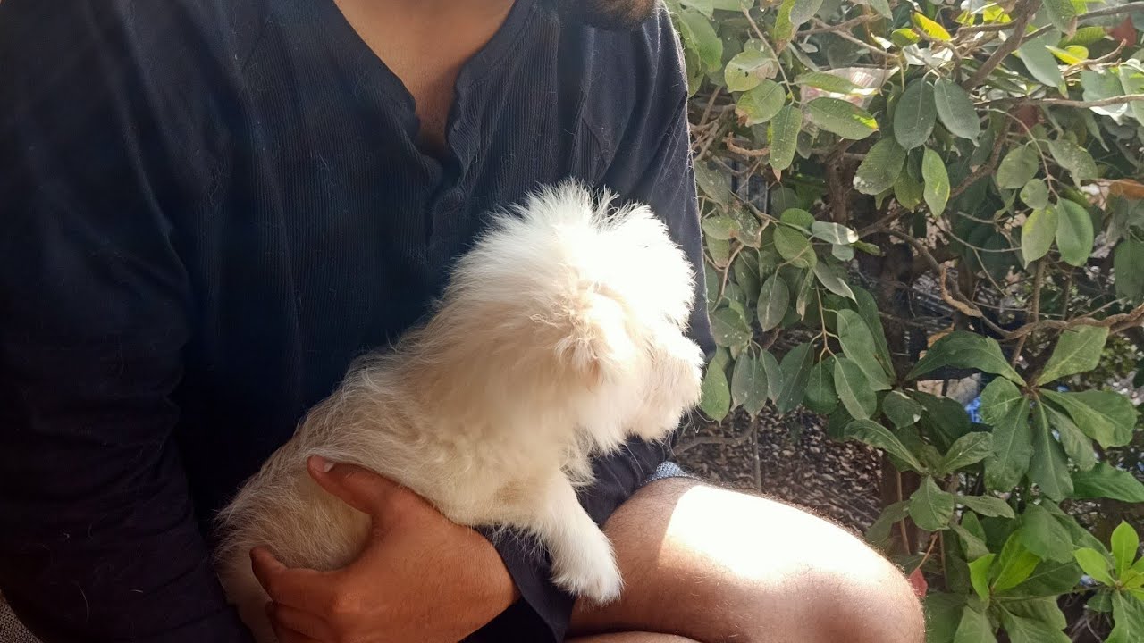 can dogs eat apples, can my dog eat apples, dogs eat apples safe, can puppies eat apples,