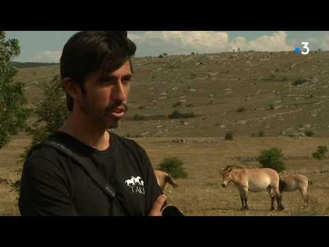 Vidéo: Le Smithsonian Conservation Biology Institute Annonce La Naissance De 4 Chevaux De Przewalski Menacés D'extinction, Et Vous Pouvez Aider à En Nommer Un