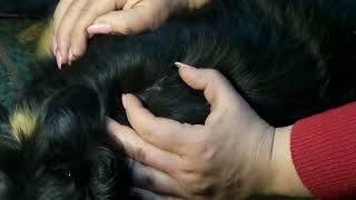 #3 Клещ на собаке. Как вытащить клеща у собаки. How to remove the tick from the dogs. 怎麼去去掉勾選