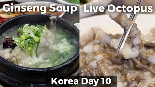 Live Octopus & Chicken Ginseng Soup (Day 10)