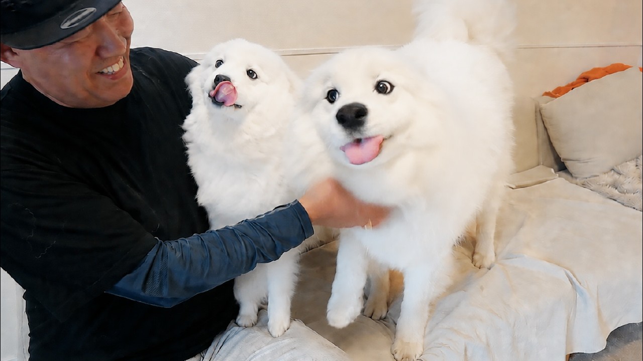 Grandpa Surprises the Dogs and They Go MORE Crazy Than Ever Before