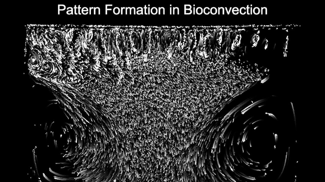 V-045: Pattern Formation in Bioconvection of Thiovulum in a Hele-Shaw Chamber