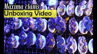 Maxima Clam Unboxing Video !