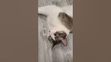 Cat gets High on Catnip #catnip #catshorts #thelynxcats #cutecatshorts #funnycats