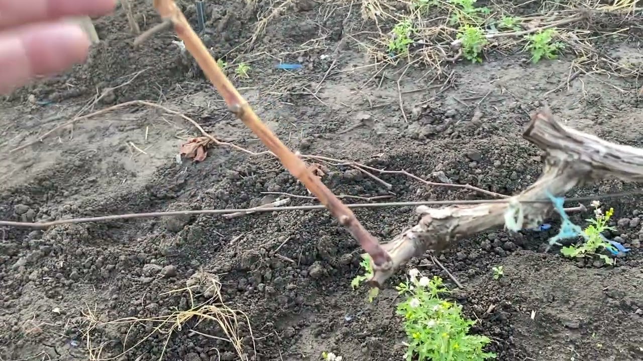 Фильм 2, о перспективных сортах и формах винограда из моего опыта за 2-4 сезона плодоношения