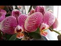Цветение орхидей на восточной стороне .Fantom,Diamond King,Beaumont,Savion и др.28.03.20.